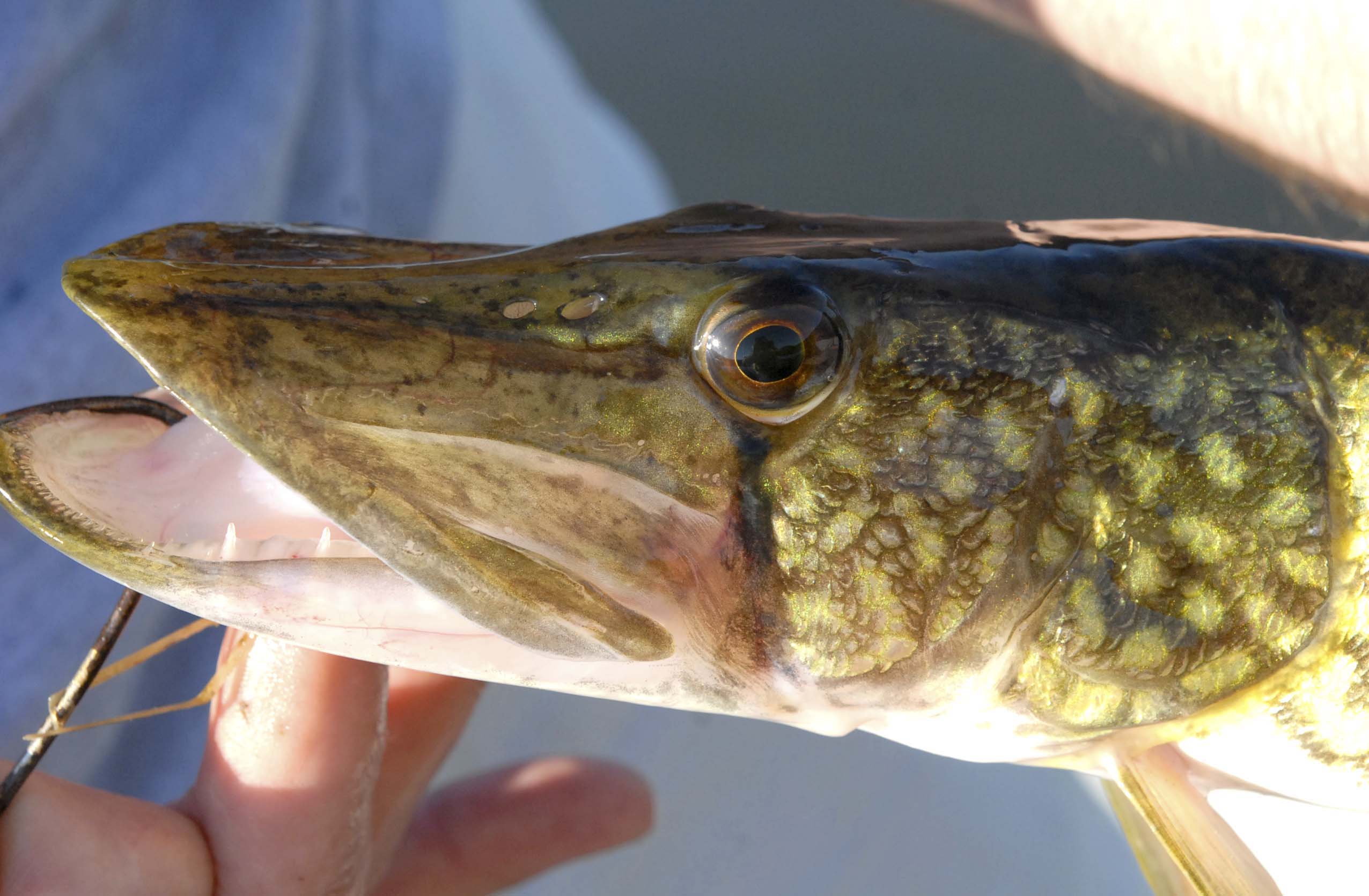 Chain Pickerel - Printed Reference Photos Volume 1 - Click Image to Close