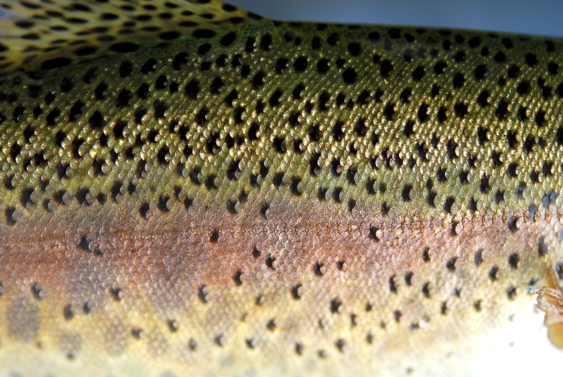 Rainbow Trout Reference Photos