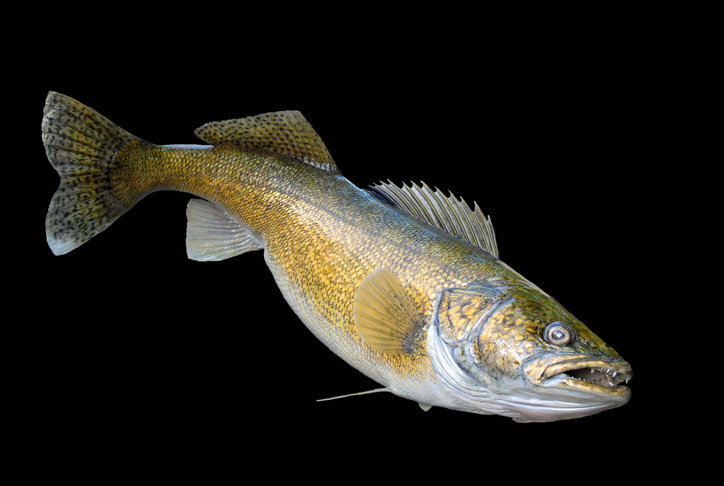 FISH REPRODUCTION BLANKS : Anglers Artistry, The Art of Taxidermy