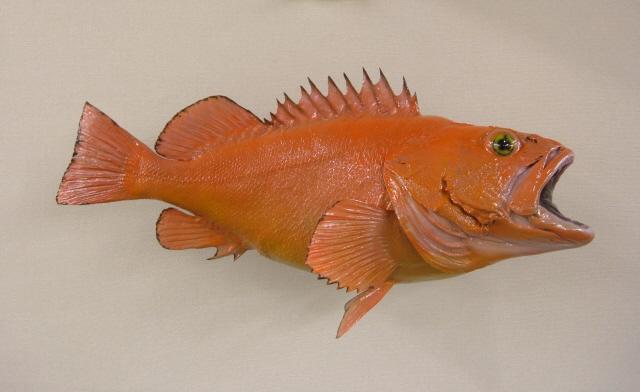 Yellow Eye Rockfish