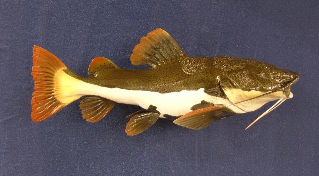 LCR-CRT26.0-1 Red Tail Catfish L 26-G19.5-W 12LB Ready to Paint
