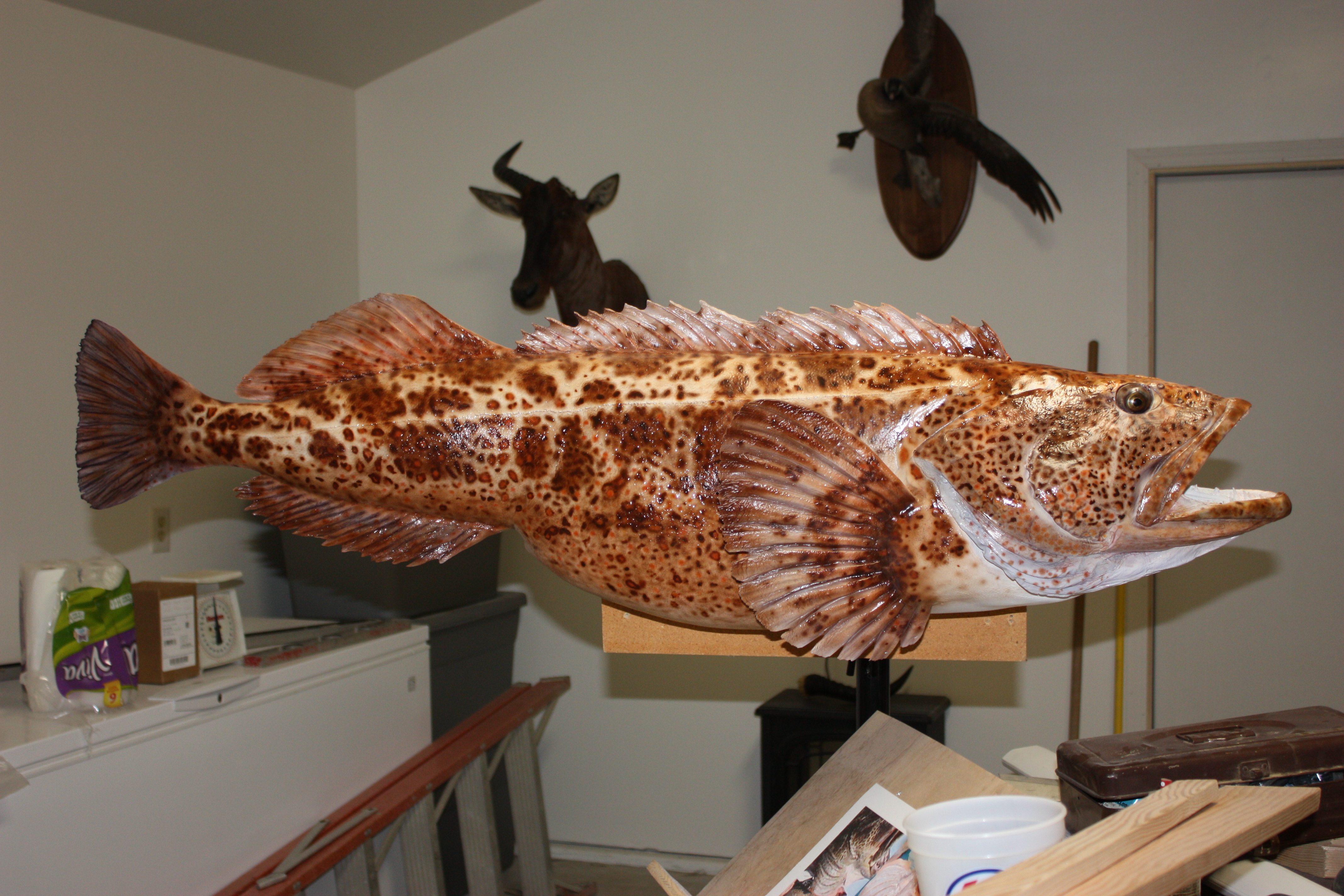 Professional Taxidermy Fish Carving Foam - $109.50 : Anglers Artistry, The  Art of Taxidermy With Rick Krane