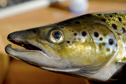 Landlocked Atlantic Salmon Reference Photos - Volume 1
