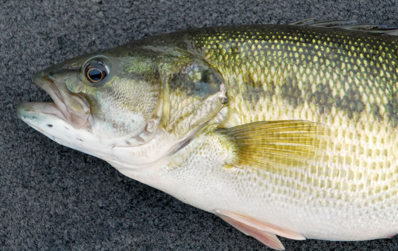 Spotted Bass - Digital Reference Photos