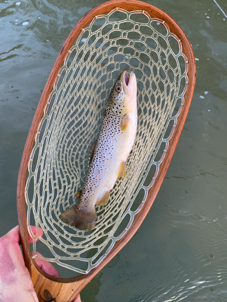 brown trout in rubber landing net before being released safely back into river