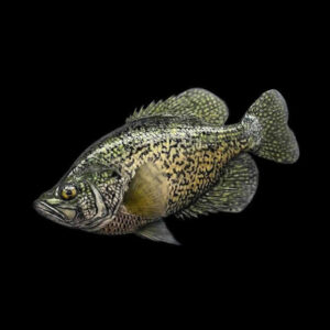 painted reproduction black crappie by Rick Krane - painted during the master class fish taxidermy course from Anglers Artistry