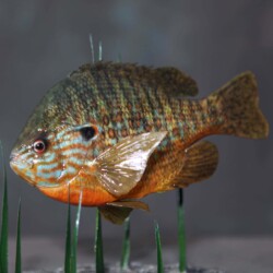 pumpkinseed sunfish replica by Randy Budzynski