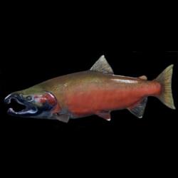 painting a transitional coho salmon by Rick Krane of Anglers Artistry
