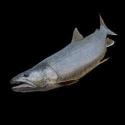 painting a lake trout by Rick Krane of Anglers Artistry