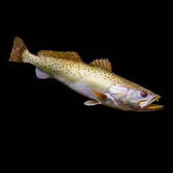 painting a spotted sea trout by Rick Krane of Anglers Artistry