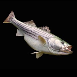 painting a striper by Rick Krane of Anglers Artistry