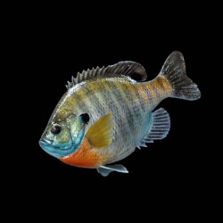 painting a bluegill reproduction with Rick Krane of Anglers Artistry