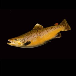 brown trout skin mount by Rick Krane of Anglers Artistry