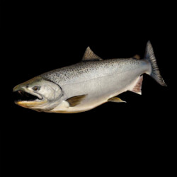 painting a chinook salmon by Rick Krane of Anglers Artistry