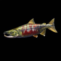painting a chum salmon by Rick Krane of Anglers Artistry