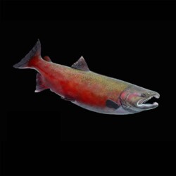painting a transitional coho salmon by Rick Krane of Anglers Artistry