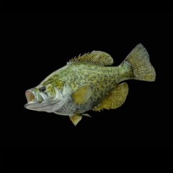 painting a black crappie reproduction with Rick Krane of Anglers Artistry