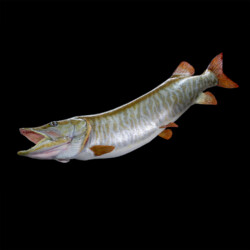 painting a musky reproduction with Rick Krane of Anglers Artistry