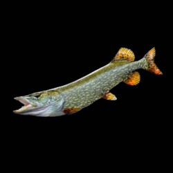 painting a northern pike reproduction with Rick Krane of Anglers Artistry