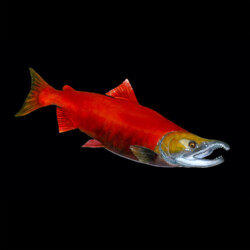 painting a sockeye salmon by Rick Krane of Anglers Artistry