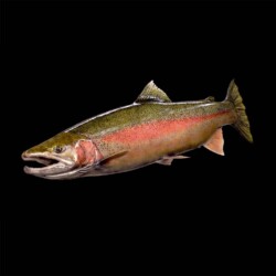 painting a steelhead by Rick Krane of Anglers Artistry