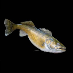 painting a walleye reproduction with Rick Krane of Anglers Artistry